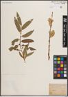 Foto von Salix daphnoides Vill.
